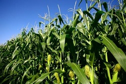 Gli agricoltori chiedono acqua tutti insieme e in un periodo concentrato