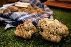 Tartufo bianco: calano i prezzi, aumentano i consumi