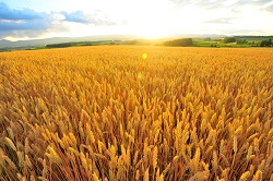 Aidepi contro l’origine del grano