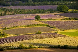 Bonifiche F.si, Maccarese, Genagricola