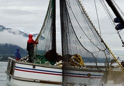 Il salmone selvaggio dell’Alaska naturale e sostenibile