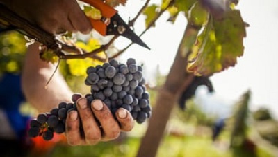 Il Consorzio Vini Alto Adige risponde all’emergenza