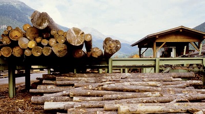 A difesa delle foreste