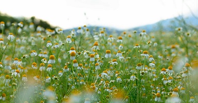 Nuova certificazione Biodiversity Alliance per Aboca