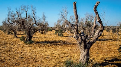 Piante più tutelate dalla legge