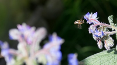 3Bee lancia un progetto contro il cambiamento climatico