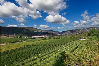 Cantine di Verona estende il Progetto Qualità anche a Cantina di Custoza