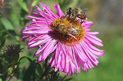 Insetti impollinatori in calo: è già necessario e urgente agire?