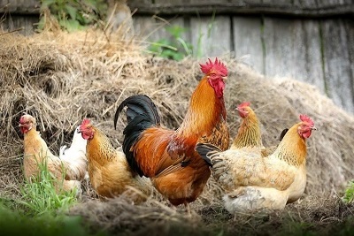 Rincari in vista per pollo e tacchino