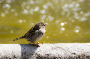 La famiglia Casetta torna in possesso del bioparco Zoom