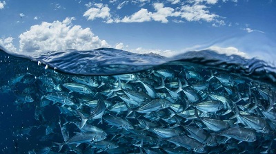 MSC: catture e catene di custodia indicatori complementari di biodiversità