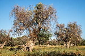 Xylella, arrivano le sanzioni