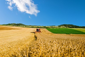 Grano duro? Al Nord non conviene