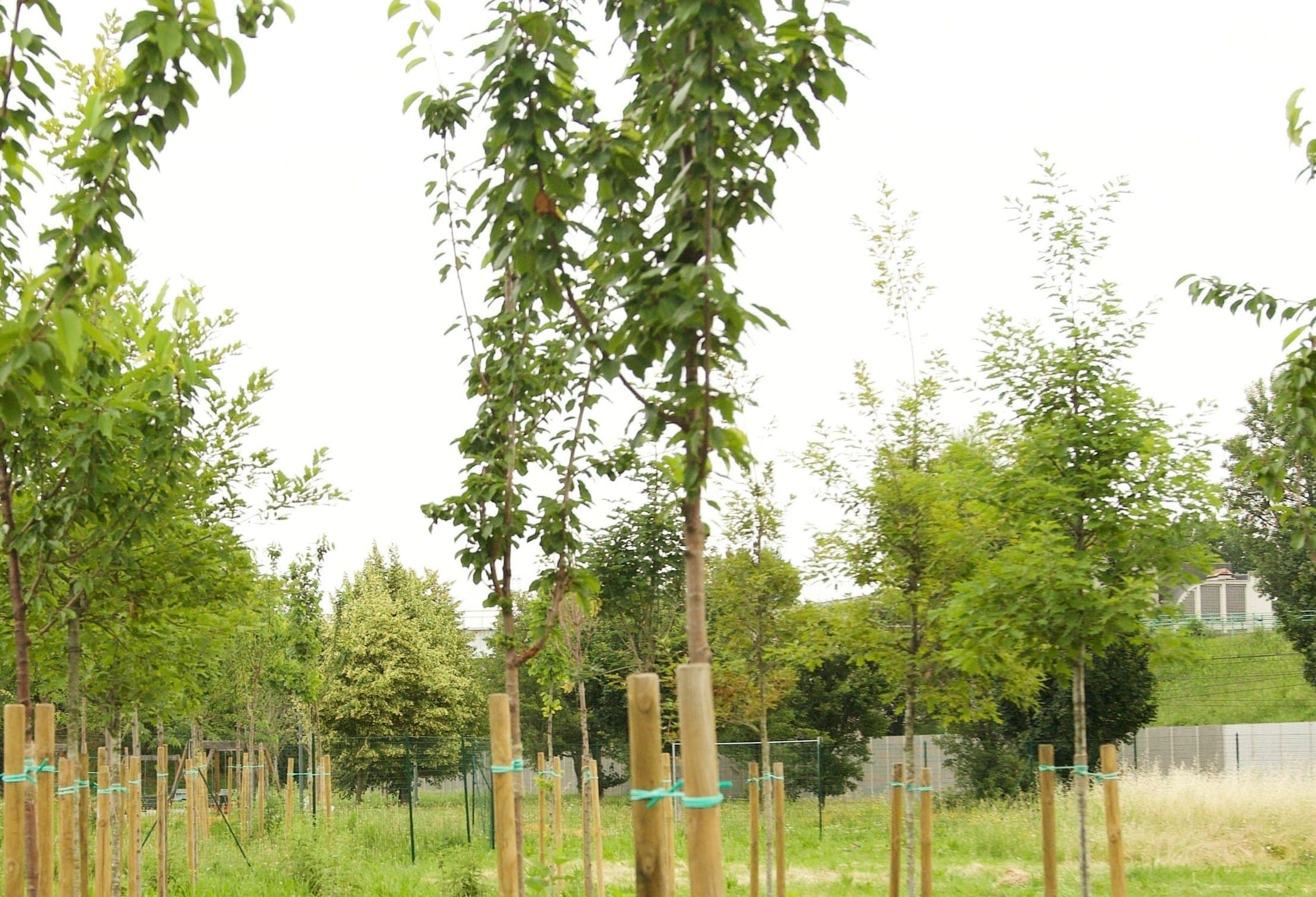 Esselunga in prima linea per l’area verde di via Chiasserini