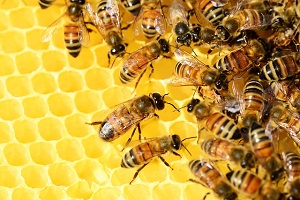 Apicoltura, il maltempo frena la produzione di miele