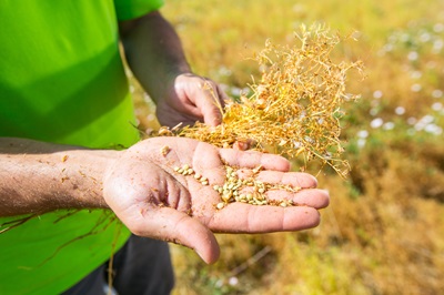 Agritech: la scommessa di Andriani  sulle leguminose