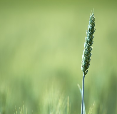 Ad affiancare la DG Agri un consorzio a guida italiana