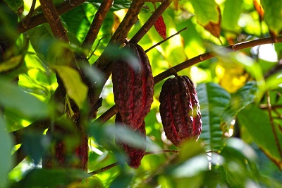 Cacao alle stelle