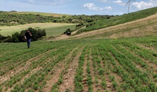 Cresce la filiera di legumi 100% italiana di Andriani