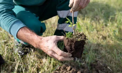 Quattro passi nella foresta urbana