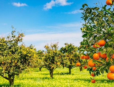 Idea Agro al controllo dell’ortofrutta Spo Zentrum