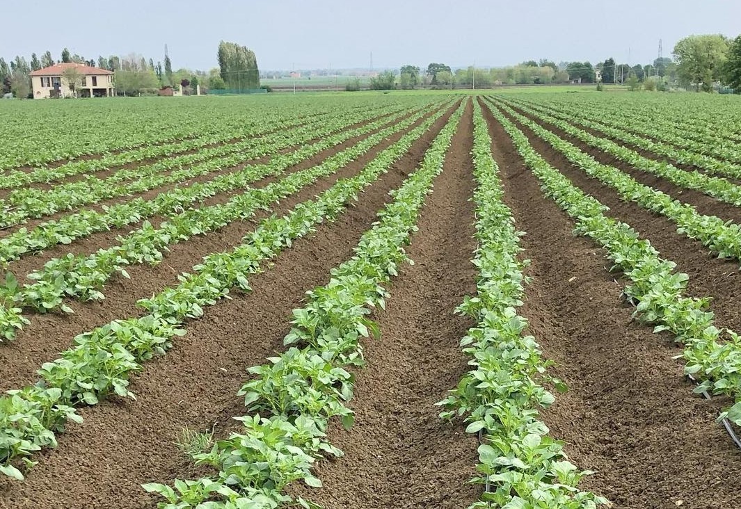 Patate: sarà una campagna stabile e di qualità 