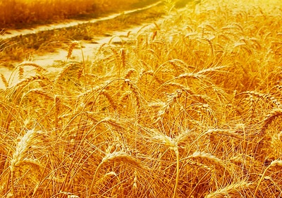 Grano duro 2024: volumi in riduzione ma ottima qualità della materia prima