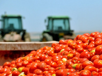 Valorizzazione della filiera pomodoro da industria