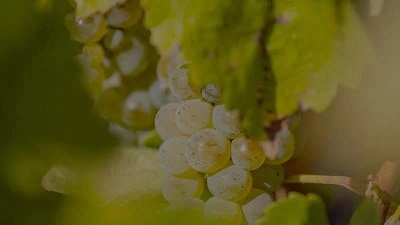 Sostenibilità dalla vigna al bicchiere