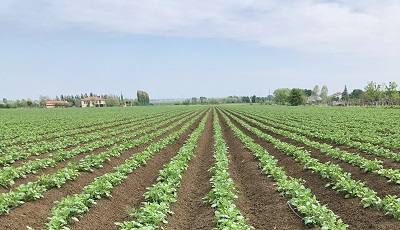 Patate Selenella: campagna positiva, buone le produzioni