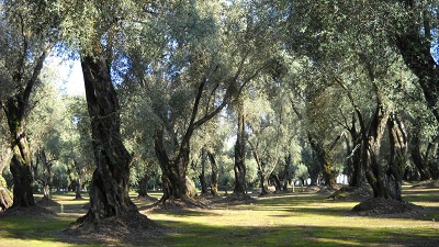 Olio d’oliva: Mediterraneo in ripresa, Italia a due velocità