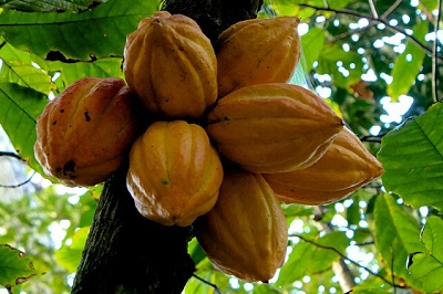 Cacao, guardia alta