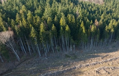 UE proroga regolamento sulla deforestazione