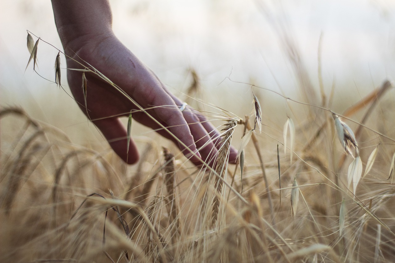 Federalimentare guarda al futuro dell'Agroalimentare