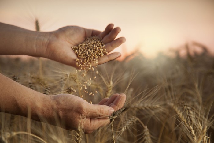 Le proposte CIA per salvare il futuro della cerealicoltura