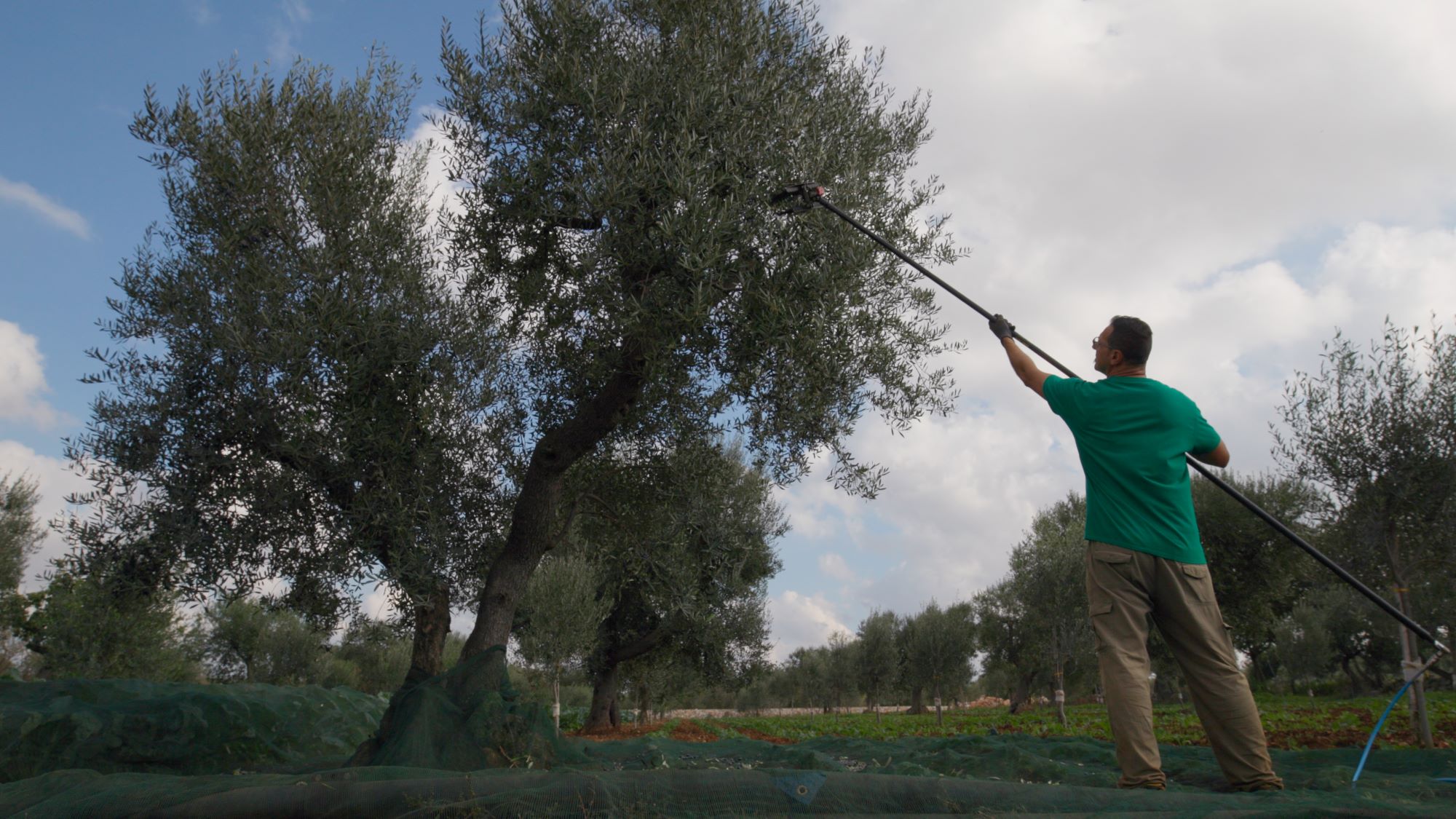 Vola l’export di olio d’oliva in attesa di EVOLIO Expo