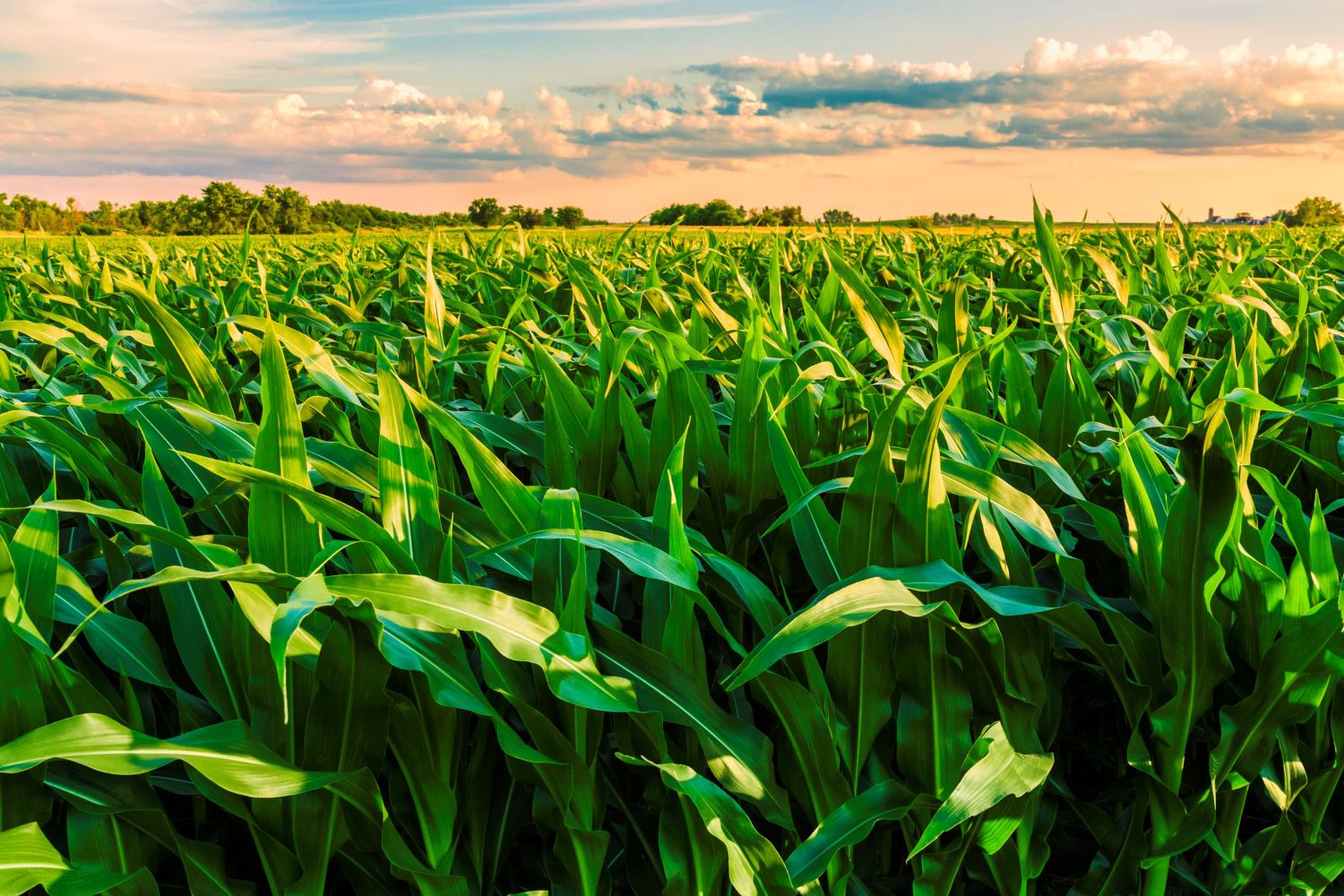 Grazie a Purina, grande aumento delle aziende agricole del network LENs