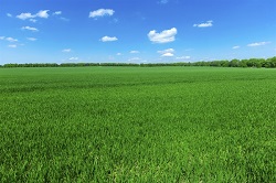 Su calo produzione agricola pesano gli effetti dei cambiamenti climatici